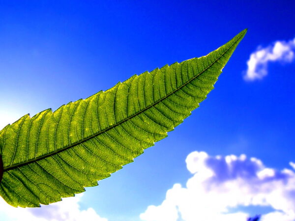 Wallpaper Green, Blue