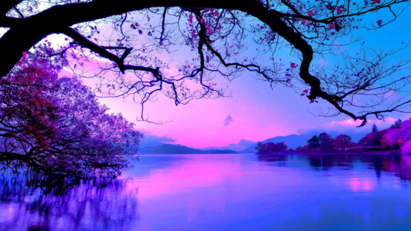 Wallpaper Reflection, With, And, Trees, Water, Purple, Beautiful, Body, Sky, Desktop, Mobile, Nature