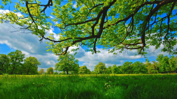 Wallpaper Desktop, Meadow, Under, Summer, Sky, Cloudy, Tree, Surrounded, Greenery, Nature, Grass