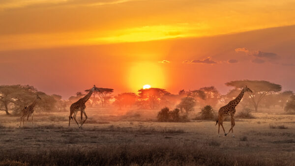 Wallpaper Wildlife, African, Sunrise, Savannah, Africa, Giraffe