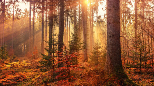 Wallpaper Forest, Light, Autumn, Sunbeams, Desktop, Nature, Mobile, Rays
