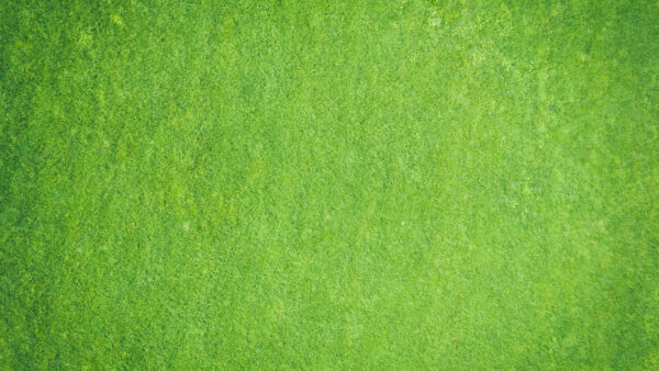 Wallpaper Mobile, Texture, Abstract, Surface, Green, Desktop