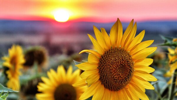 Wallpaper Sunset, Closeup, Photo, Sunflower, Red, Shallow, During, Yellow, Focus, Sky, Flowers, Desktop