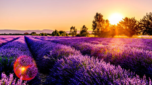 Wallpaper Mobile, Purple, Desktop, Lavender, Sunrise, During, Morning