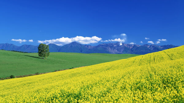 Wallpaper Landscape, And, Blue, Cloudy, Nature, Under, View, Yellow, Flowers, Sky, Field, Mountains
