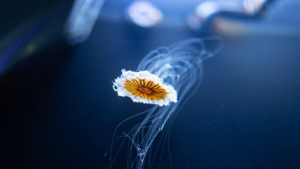 Wallpaper Brown, White, Jellyfish, Underwater