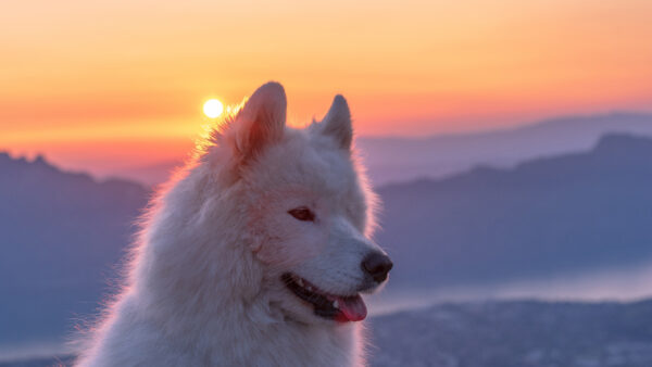 Wallpaper Sunrise, Samoyed, White, Dog, Animals, Background