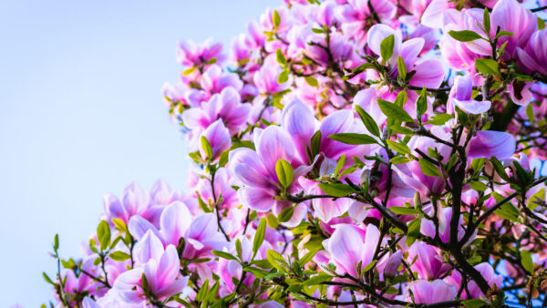 Wallpaper Magnolia, Desktop, With, Flower, Green, Leaves, Tree, Pink, Branch