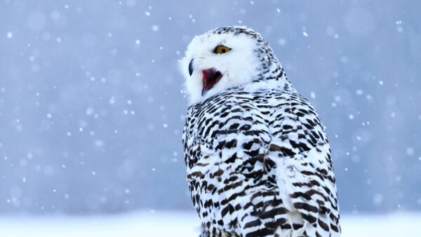 Wallpaper Birds, Black, Snowy, And, White, Desktop, Owl, Mobile