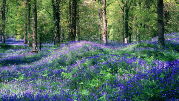Wallpaper Forest, Nature, Lavender, Garden, Purple