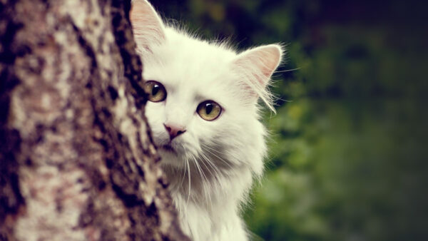 Wallpaper Brown, Desktop, Eyes, White, Cat, With