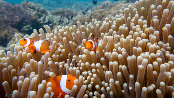 Wallpaper Anemone, Desktop, Orange, Swimming, Fish, Near, Underwater, Mobile, Fishes, White