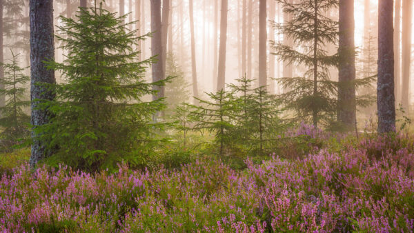 Wallpaper Foggy, And, Morning, Flower, Forest, Fir, With, Plants, During, Nature, Desktop, Trees