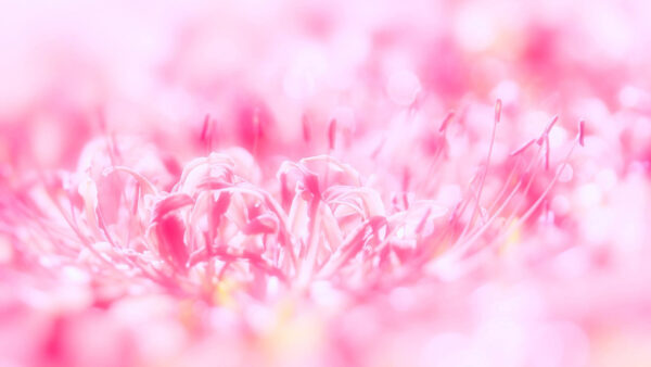 Wallpaper Background, Pink, Flower, Glittering, Desktop