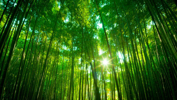 Wallpaper Desktop, Bamboo, Forest, Chinese, Trees