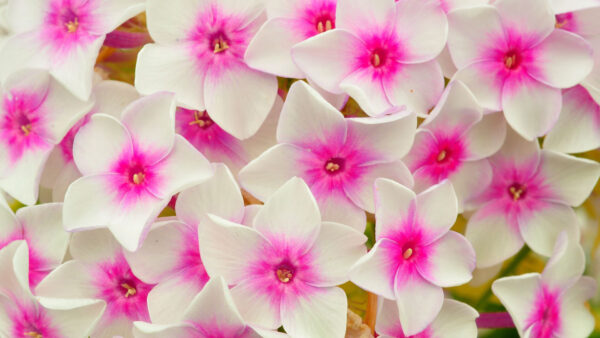Wallpaper Phlox, Pink, Flowers, Petals