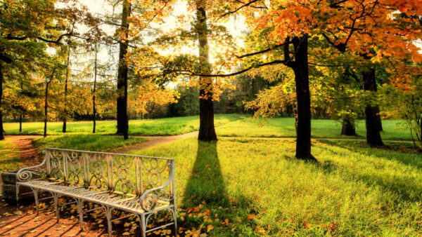 Wallpaper Covered, Nature, With, Sunbeam, Bench, Grill, Desktop, Autumn, White, Trees, Park