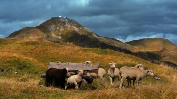 Wallpaper And, Animals, Background, Mountain, Desktop, Sky, Cloudy, With, Sheep