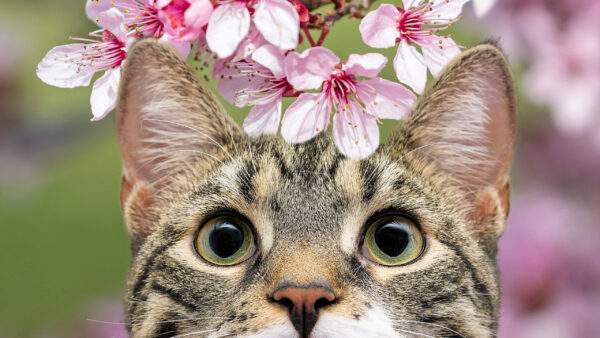 Wallpaper Brown, Top, Pink, Green, Black, Desktop, Flowers, Eyes, Cat, Kitten, With