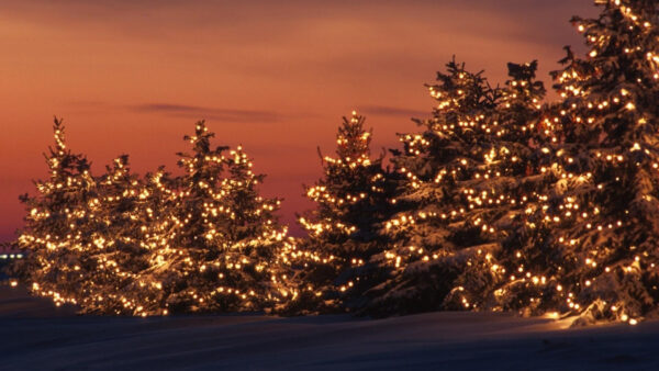 Wallpaper Christmas, Light, Lights, With, Orange, Sky, Trees, Pine, Under, Desktop