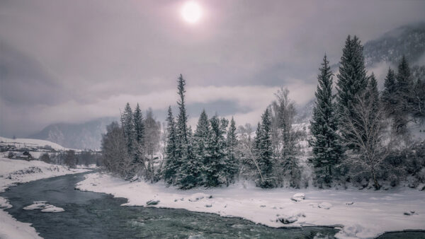 Wallpaper Trees, Morning, Landscape, River, Snow, Nature, And, Covered, During, Between