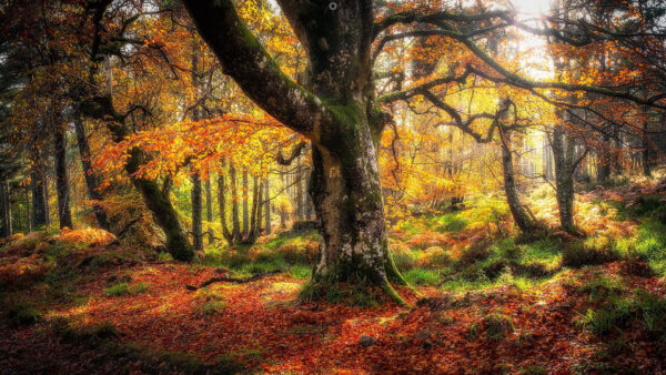 Wallpaper Algae, Sunbeam, Covered, The, Tree, Desktop, Trees, Autumn, With, And, Forest, Nature