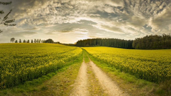 Wallpaper Desktop, Trees, View, Clouds, Green, Blue, Landscape, Nature, Plants, Yellow, Field, Under, Sky, White, Flowers, Mobile