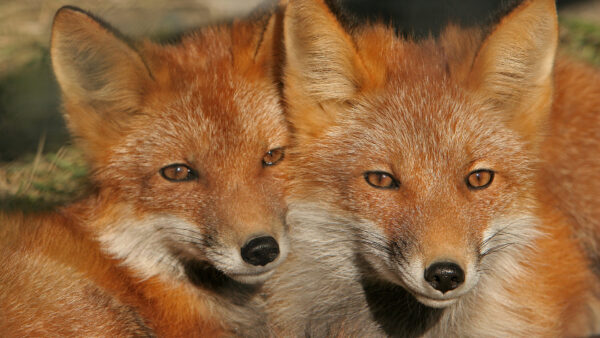Wallpaper View, Foxes, Closeup, Fox, Brown, Two