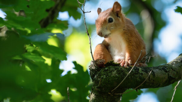 Wallpaper Tree, Sitting, The, Squirrel, Desktop, Branch