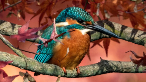 Wallpaper Bird, Branch, Brown, Kingfisher, Perching, Tree, Blue, Birds