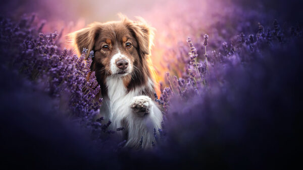 Wallpaper Shepherd, Dog, Field, Lavender, Australian