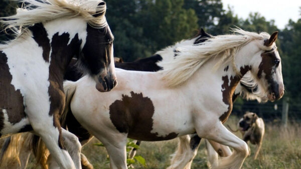 Wallpaper Desktop, Brown, White, Horse, And, Horses