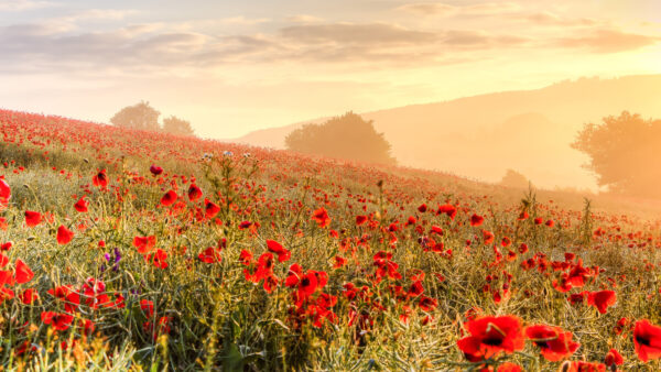 Wallpaper Mountain, Red, Flowers, Poppy, Slope, Beautiful, Mobile, Desktop, Common, Background, Field