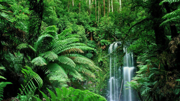 Wallpaper Nature, Plants, Waterfalls, Between, Trees, Forest, And, Beautiful