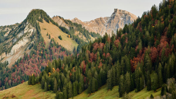 Wallpaper Desktop, Sky, Mountains, Nature, Yellow, Forest, Mobile, Slope, Brown, Under, Leafed, White, Green, Trees, Scenery