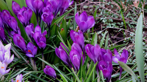 Wallpaper Snowdrops, Spring, Purple, Grass, Flowers