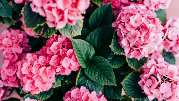 Wallpaper Background, Spring, Hydrangea, Hortensia, Floral, Pink, Flowers, Leaves, Green
