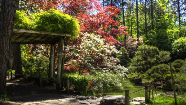 Wallpaper Mobile, Desktop, Bushes, Flowers, Daytime, Colorful, Trees, Garden, During