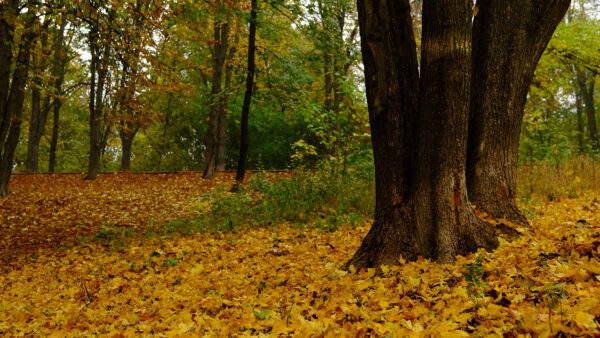 Wallpaper Yellow, Background, Leaves, Desktop, Forest, Green, Trees, Mobile, Autumn