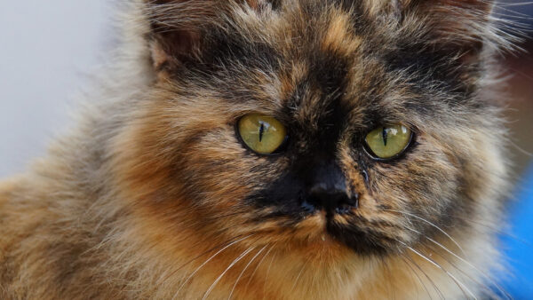 Wallpaper Green, Cat, With, Eyes, Desktop, Black, And, Brown