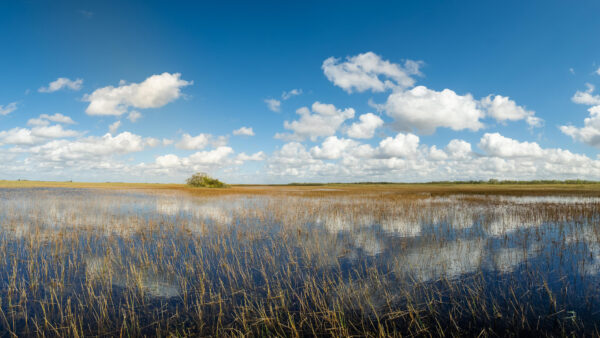 Wallpaper Mobile, Reflection, Green, Tree, Clouds, Sky, Grass, Dry, White, Under, Blue, Nature, Water, Desktop, Field