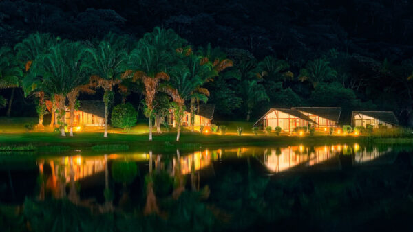 Wallpaper Night, Travel, Reflection, Trees, Palm