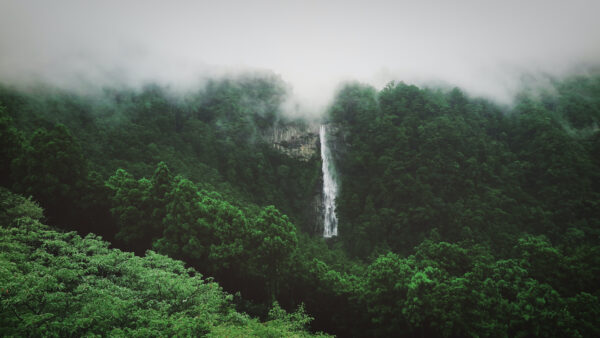 Wallpaper View, Landscape, Waterfall, Leaves, Background, Trees, Mobile, Desktop, Fog, With, Green, Forest, Nature