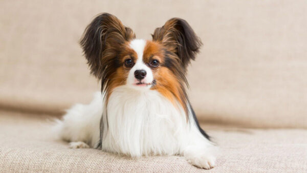 Wallpaper Brown, Dog, White, Papillon, Couch, Black