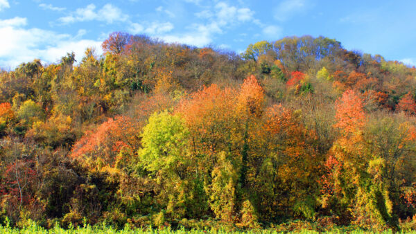 Wallpaper Trees, Blue, Grass, Fall, Leaves, Mobile, Colorful, Desktop, Forest, Sky, Autumn