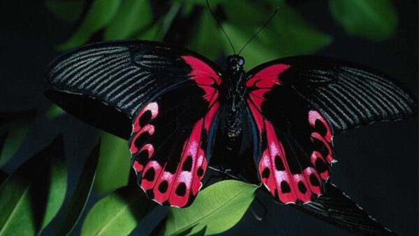 Wallpaper Leaf, Butterfly, Dark, Green, Black, Lines, Background, Pink