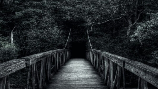 Wallpaper Background, Trees, Between, Green, Forest, Dark, Wood, Bridge