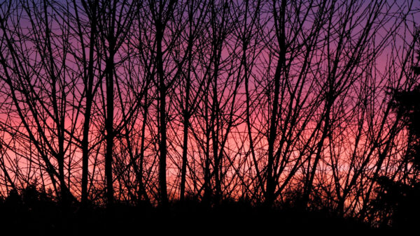 Wallpaper Silhouettes, Sky, Trees, Branches, Nature, Purple, Background