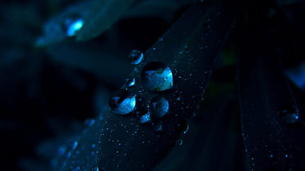 Wallpaper Water, Nature, Dark, Blue, Macro, Leaves, Drops