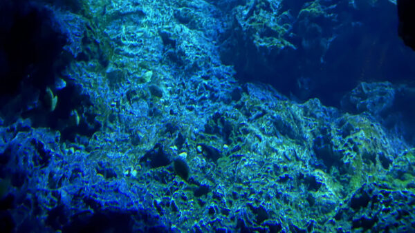 Wallpaper Underwater, Rocks, Corral, Nature